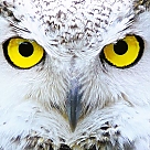white owl profil fotoğrafı